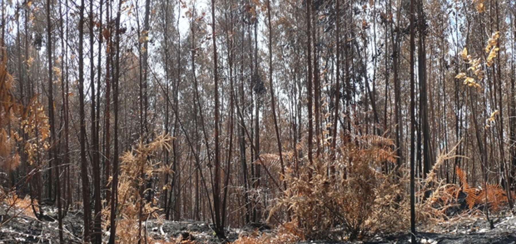 Relatório da Comissão Técnica Independente para a análise dos incêndios que ocorreram entre 14 e 16 de outubro de 2017 em Portugal