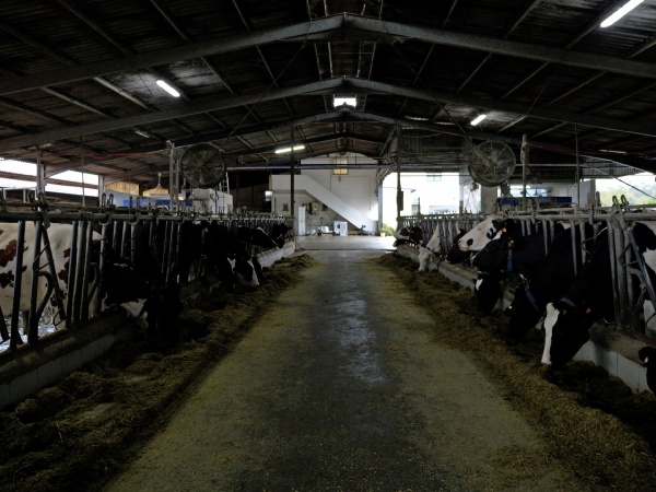 Visita a Exploração Leiteira