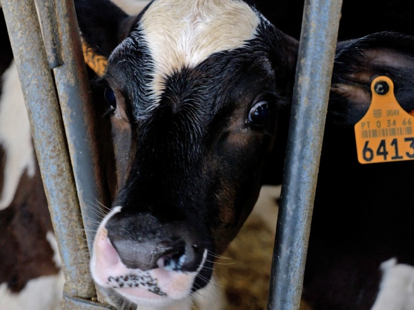 Visita a Exploração Leiteira